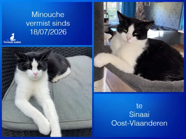 Minouche