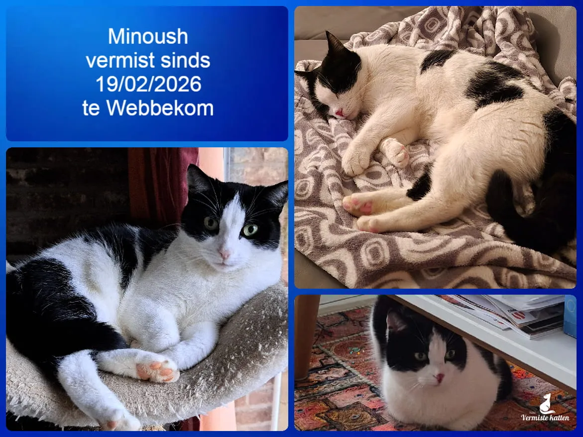 Minoush