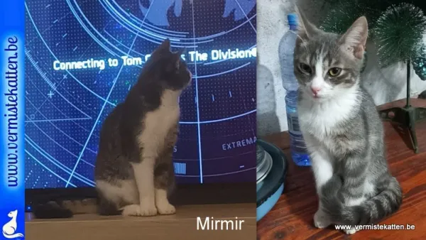 Mirmir