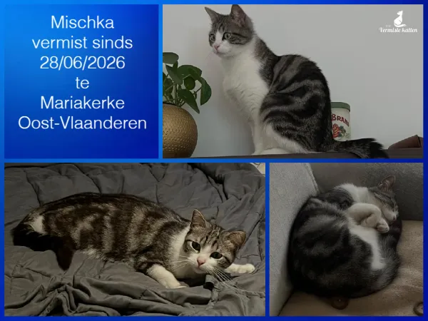 Mischka