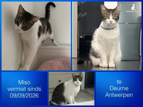 Miso