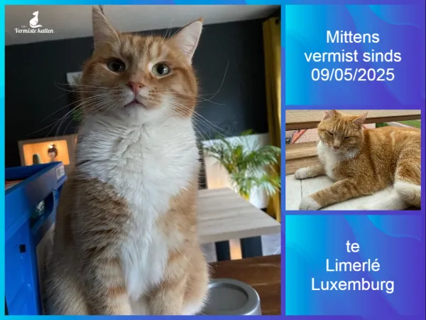 Mittens