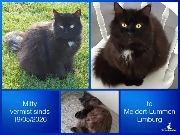 Mitty