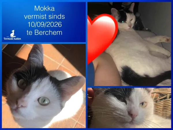 Mokka