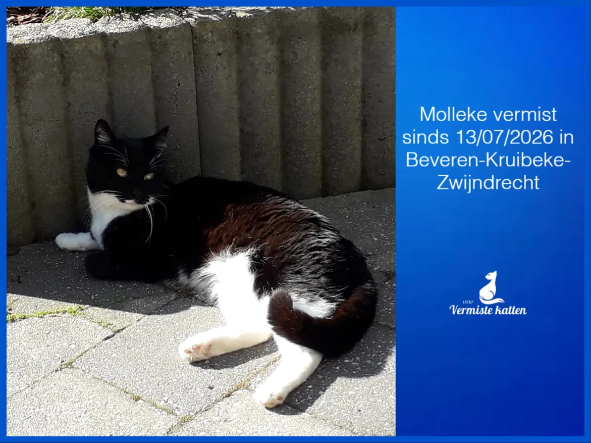 Molleke