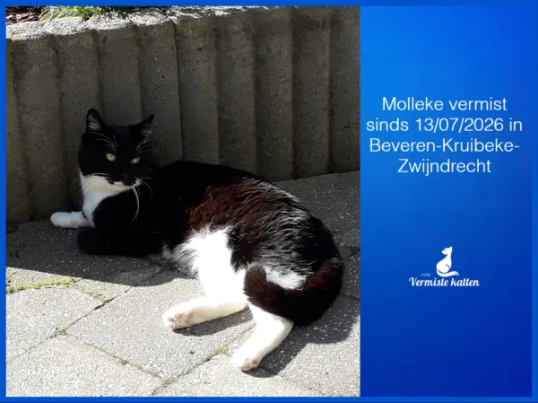 Molleke