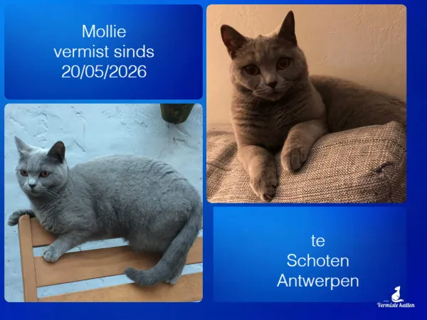 Mollie