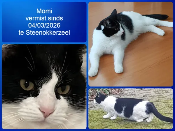 Momi