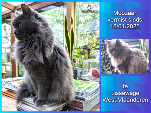 Moozaar
