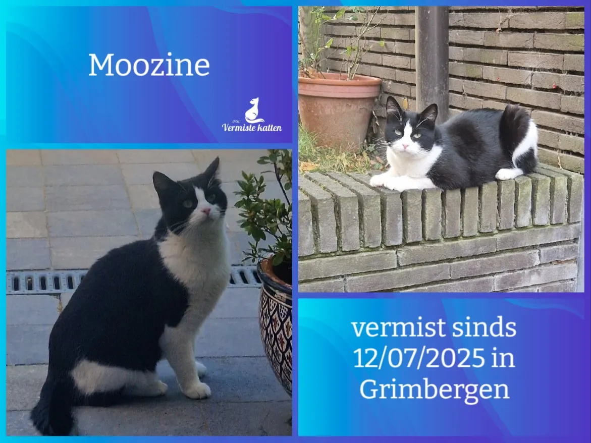 Moozine