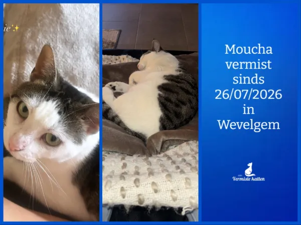 Moucha