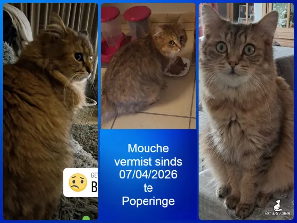 Mouche