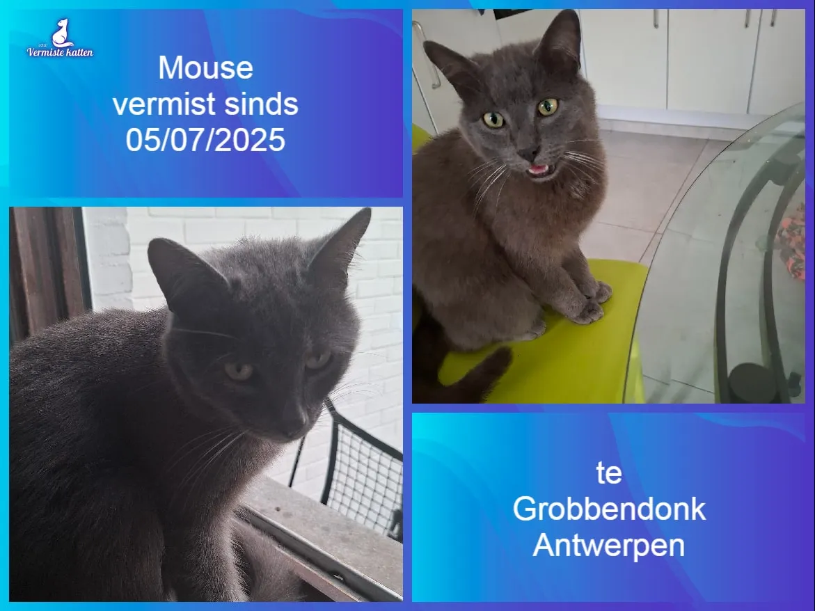 Mouse