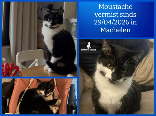 Moustache