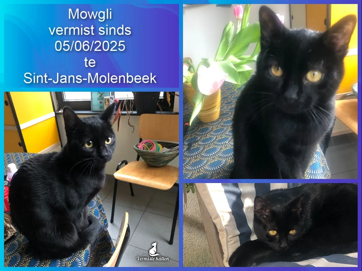 Mowgli