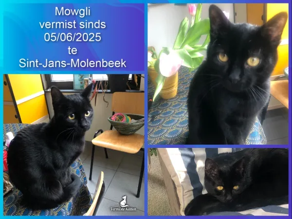 Mowgli