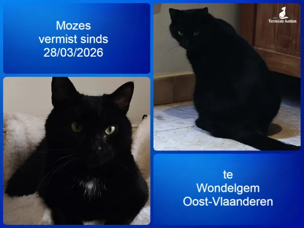 Mozes