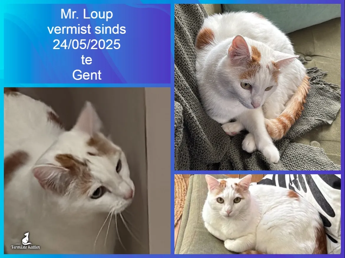 Mr Loup