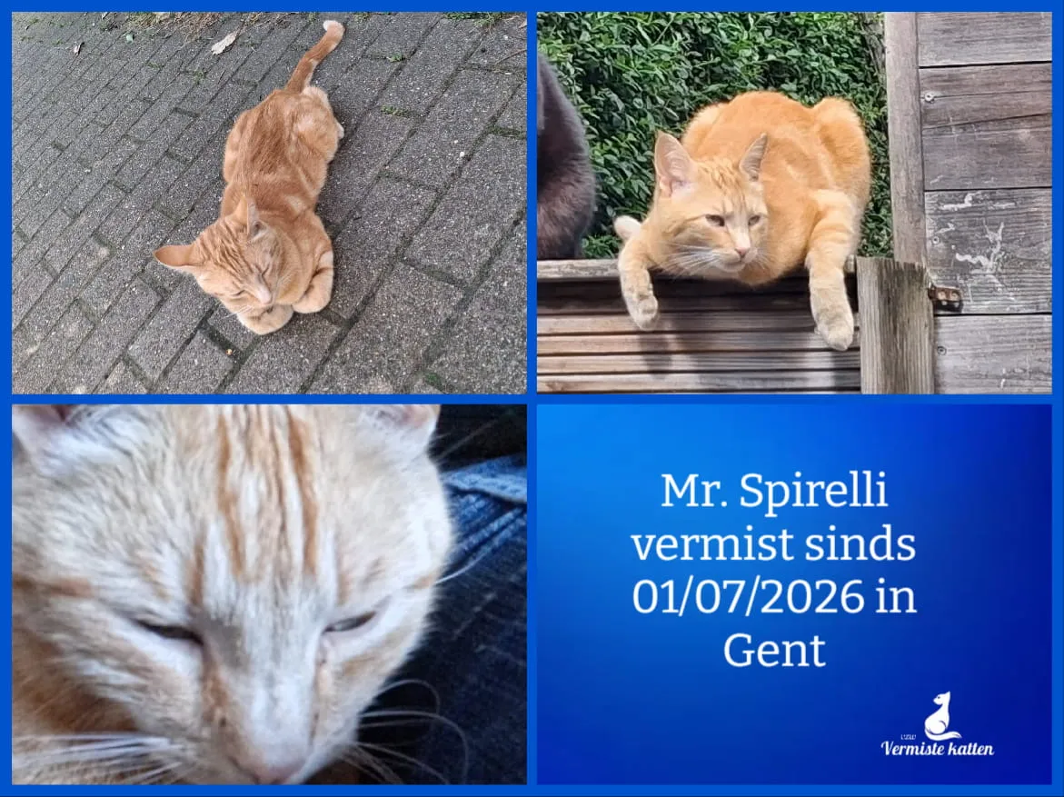 Mr. Spirelli
