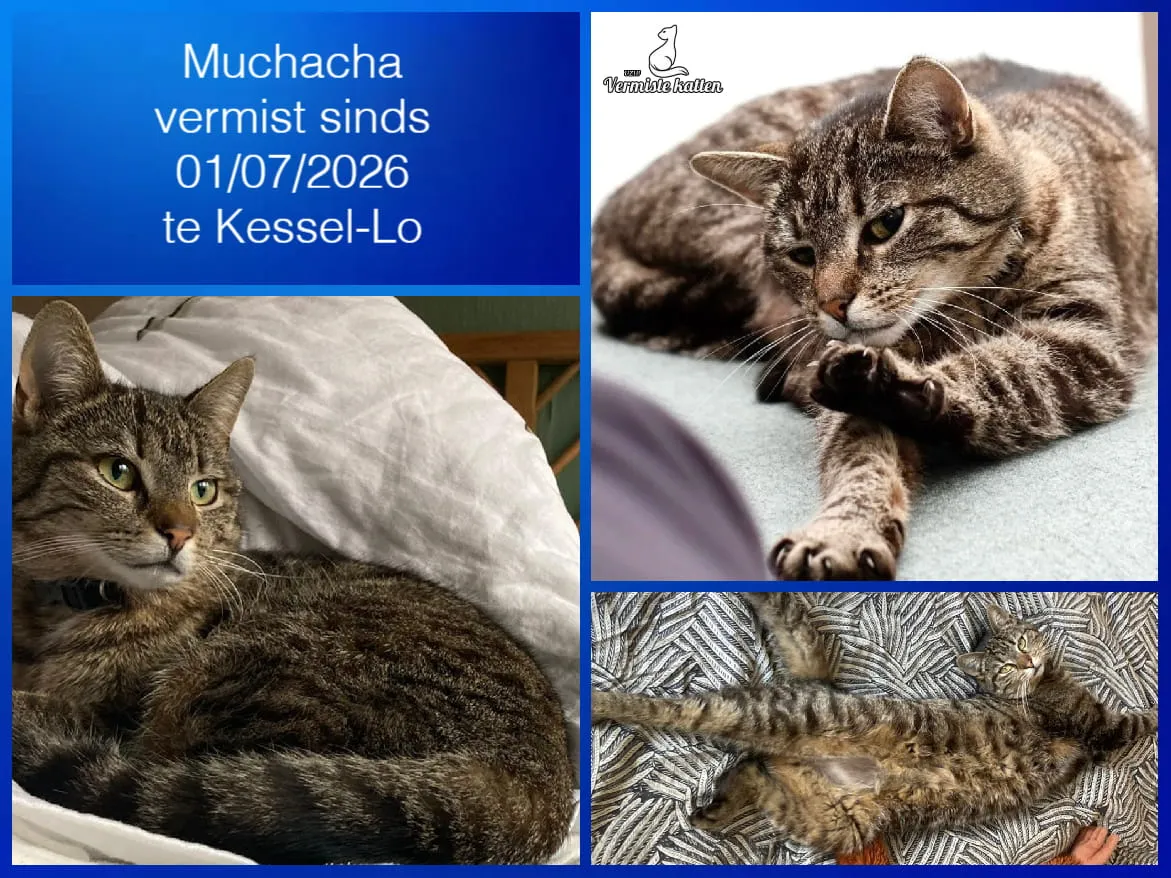 Muchacha