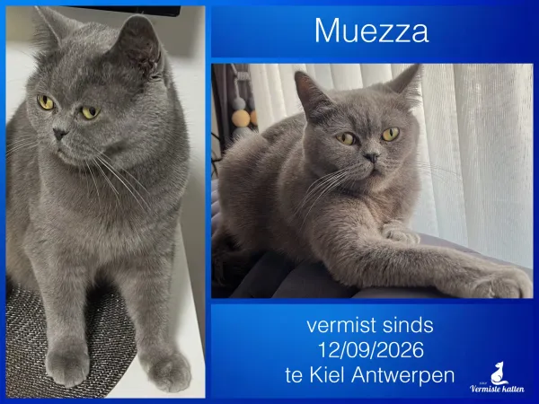muezza