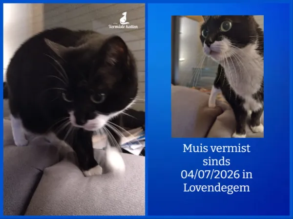 Muis