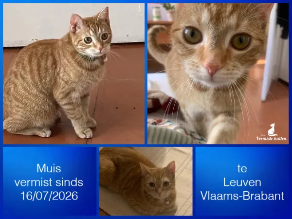 Muis