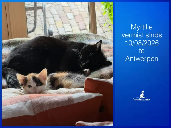 Myrtille