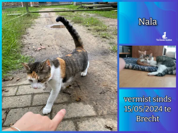 Nala