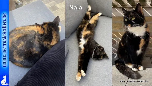 Nala