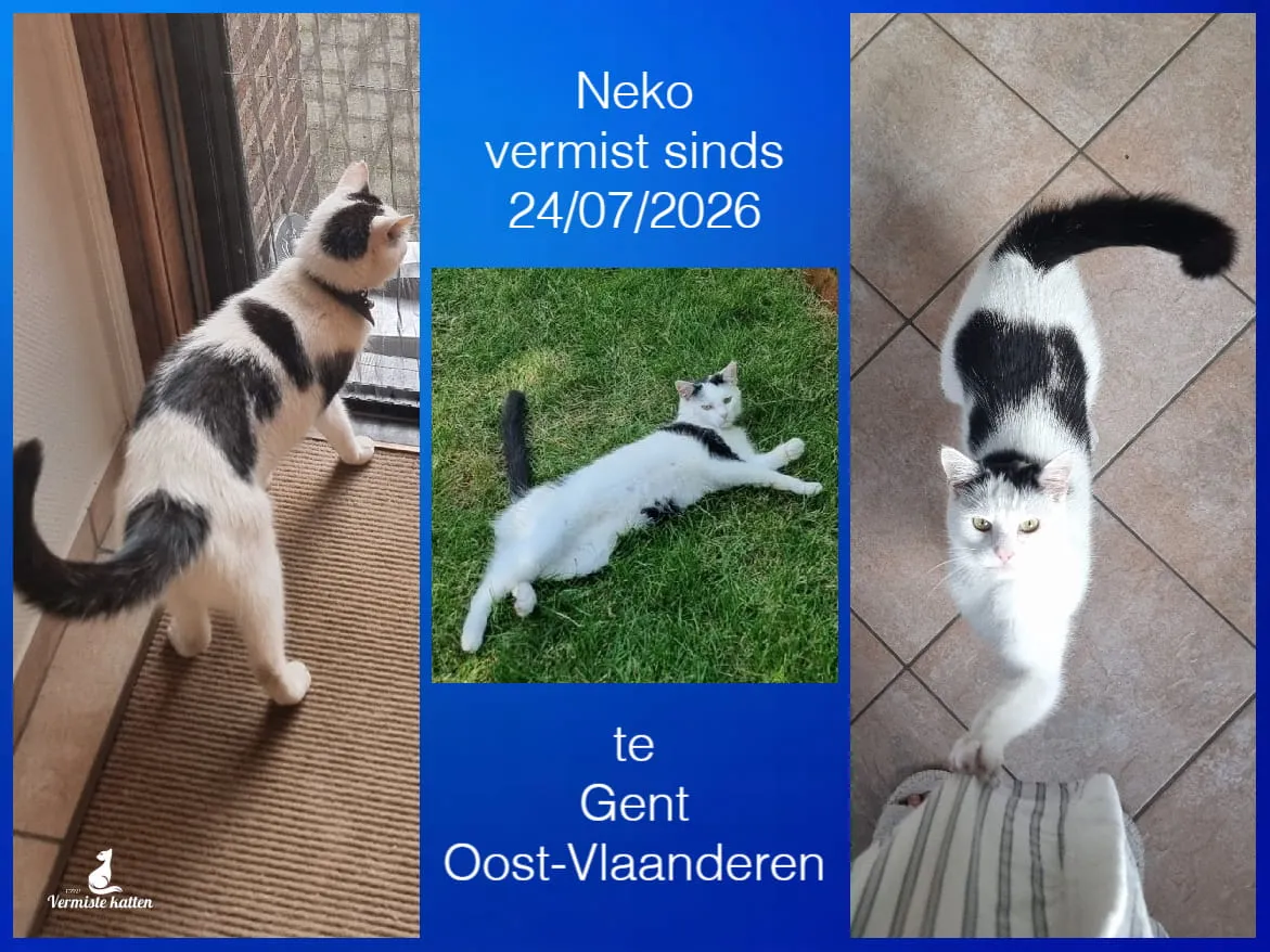 Neko