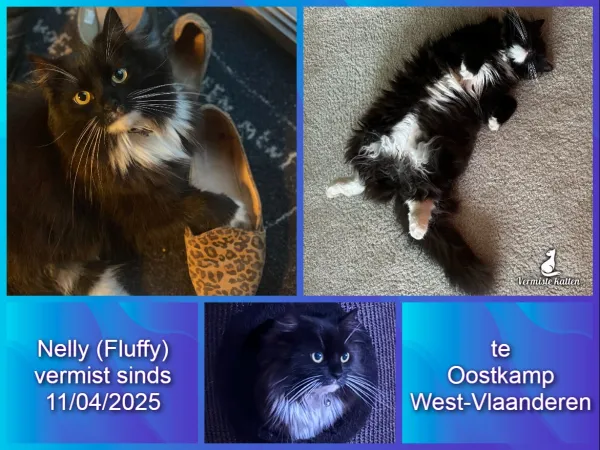 Nelly Fluffy … roepnaam Fluffy