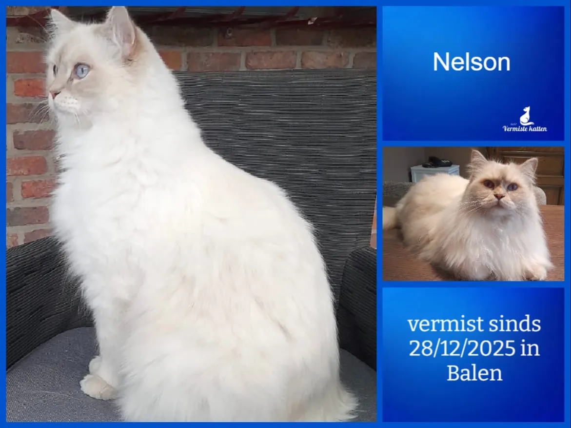 Nelson