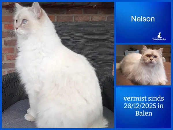 Nelson