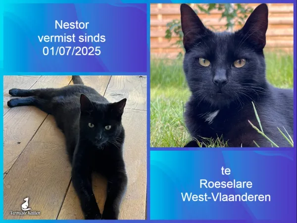 Nestor