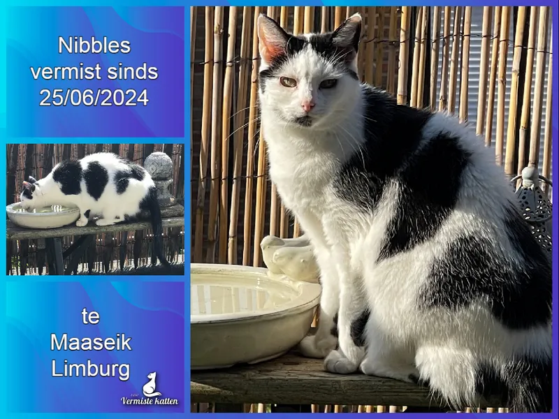 Nibbles