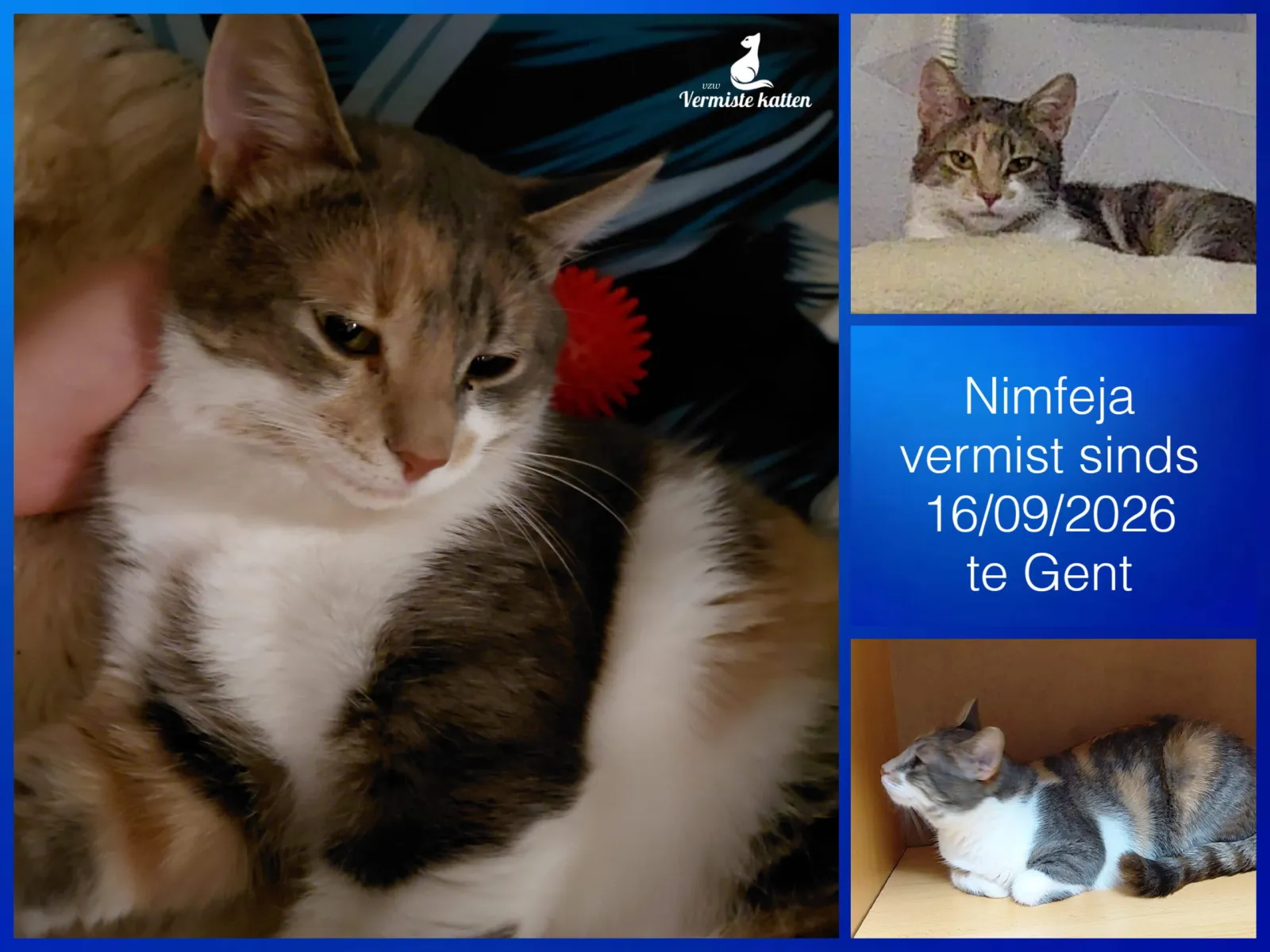 Nimfeja
