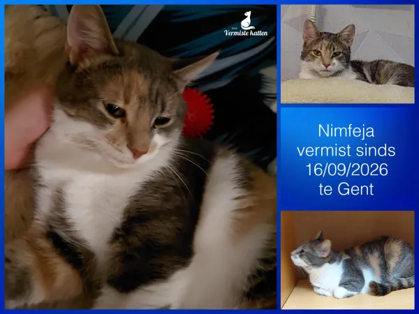 Nimfeja