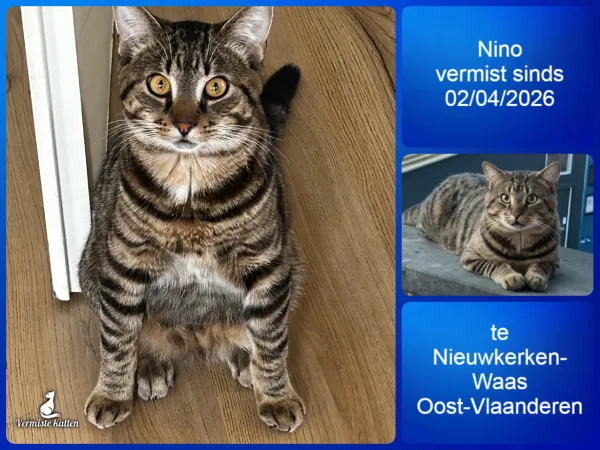 Nino