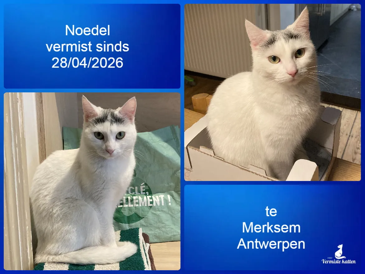 Noedel