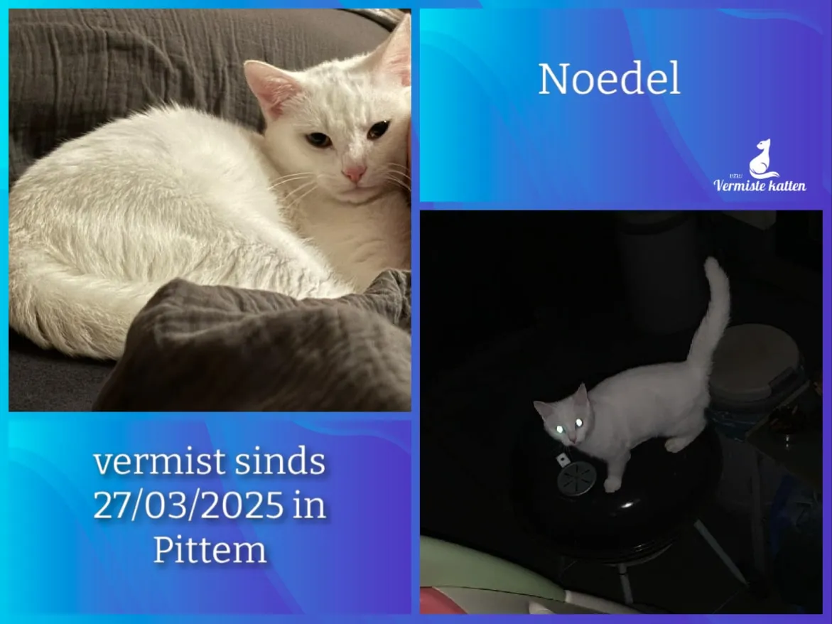 Noedel