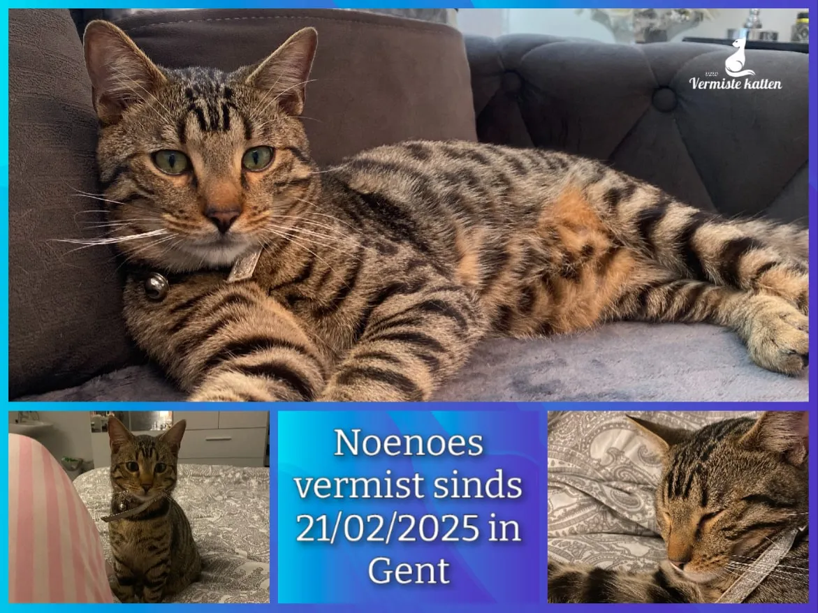 Noenoes