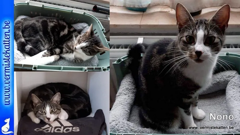 Nono