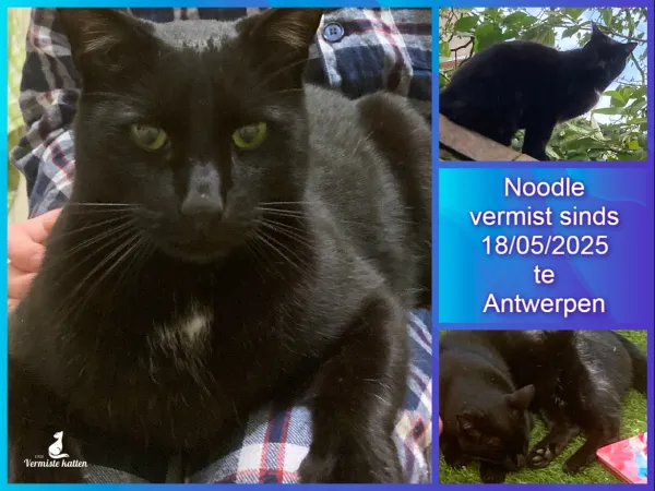 Noodle