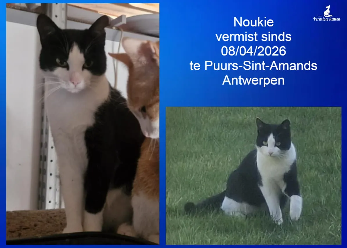 Noukie