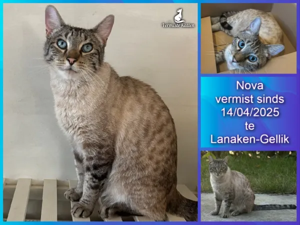 Nova