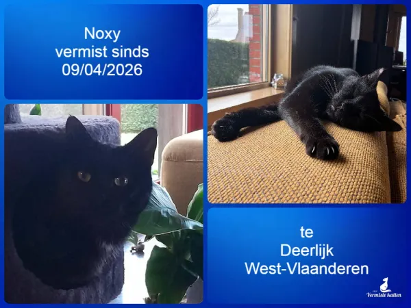 Noxy