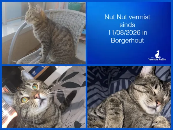 Nut Nut
