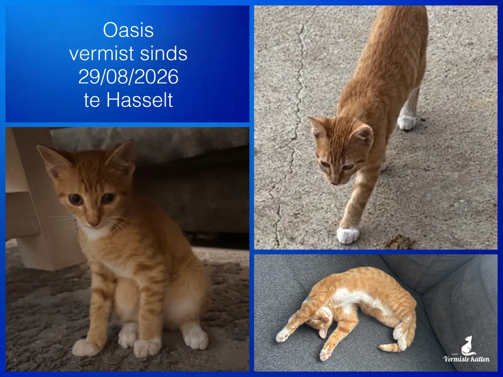 Oasis