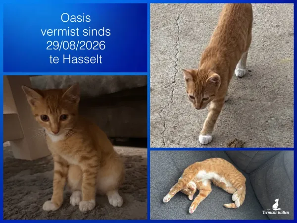 Oasis